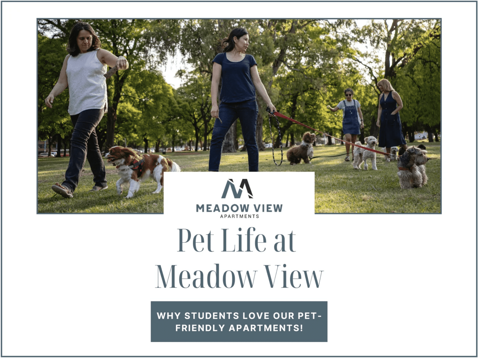 Pet Life at Meadow View: Why Students Love Our Pet-Friendly Apartments Near UMass